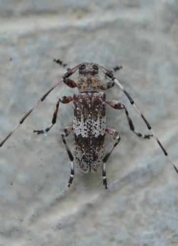 Réf. 210 932 : Acanthocinus griseus